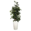 Ficus benjamina et son pot Rondo premium Ø 32 blanc