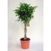 Ficus benjamina Exotica. Le pot de 27 cm