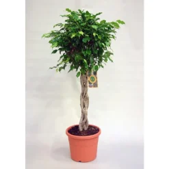 Ficus benjamina Exotica. Le pot de 27 cm