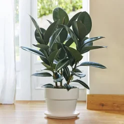 Ficus elastica abidjan. Le pot de 26 cm