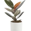 Ficus elastica Abidjan vert en pot blanc émaillé botanic®. Le pot Ø 18 cm
