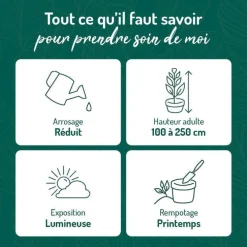 Ficus elastica Abidjan vert en pot blanc émaillé botanic®. Le pot Ø 18 cm