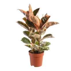Ficus elastica (Caoutchouc). Le pot Ø 24 cm