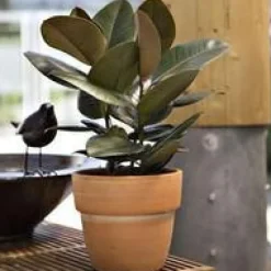 Ficus Elastica Robusta ou Caoutchouc H 150 cm en pot de 43 cm