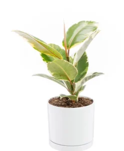 Ficus elastica Tineke vert en pot blanc émaillé botanic®. Le pot Ø 18 cm