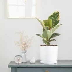 Ficus elastica Tineke vert en pot blanc émaillé botanic®. Le pot Ø 18 cm