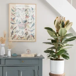 Ficus elastica Tineke vert 3 pieds en pot blanc émaillé botanic®. Le pot Ø 24 cm