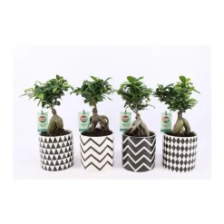 Ficus Ginseng + cache-pot