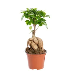 Ficus Ginseng pot Ø12xH20 cm