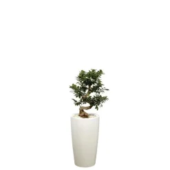 Ficus ginseng S-Type et son pot Rondo premium Ø 32 blanc
