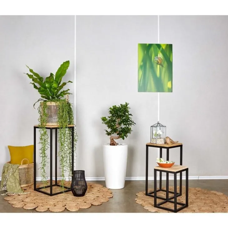 Ficus ginseng S-Type et son pot Rondo premium Ø 32 blanc