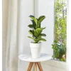 Ficus lyrata bambino. Le pot de 15 cm
