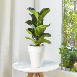 Ficus lyrata bambino. Le pot de 15 cm