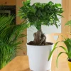 Ficus Microcarpa Ginseng + cp