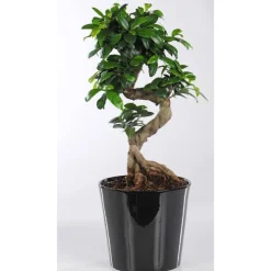 Ficus Microcarpa Ginseng + cp