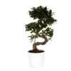 Ficus Microcarpa Ginseng 70 cm avec cache pot Ø 22 cm