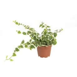 Ficus Pumila en pot Ø 6 cm