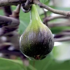 Figuier 'Brown Turkey' Bio. Le pot de 5 litres