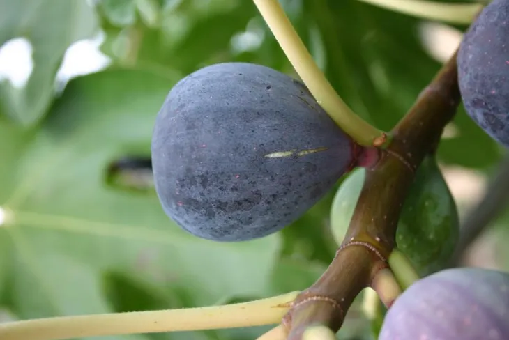 Figuier Parisienne coloris violet - 35 L