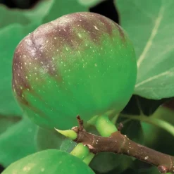 Figuier Precoce De Dalmatie. Le pot de 15 litres