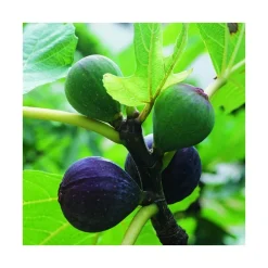 Figuier Ronde De Bordeaux Bio. Le pot de 5 litres