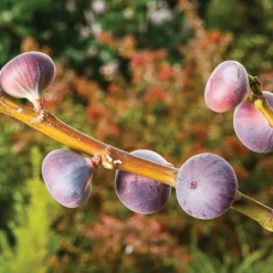 Figuier Violette De Sollies Bio. Le pot de 15 litres