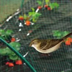 Filet de protection anti-oiseaux coloris vert 2x10 m