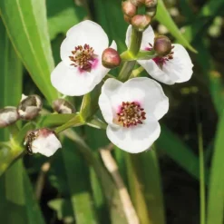 Flèche d’eau godet 9x9 cm