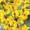 Forsythia Lynwood jaune. Le pot de 3 litres