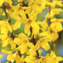 Forsythia Lynwood jaune. Le pot de 3 litres