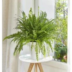 Fougère nephrolepis green lady. Le pot de 18 cm