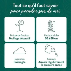 Fougère vivace Dryopteris - Le pot de 9 x 9 cm