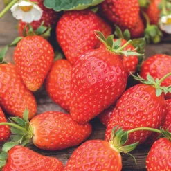 Fraisier 'Anabelle' Bio. La motte de 7x7 cm