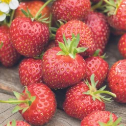 Fraisier 'Anaïs' Bio. La motte de 7x7 cm