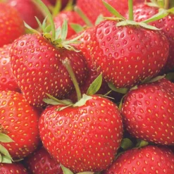 Fraisier 'Charlotte' Bio. La motte de 7x7 cm