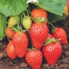 Fraisier 'Ciflorette' Bio. La motte de 7x7 cm