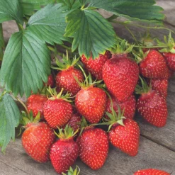 Fraisier 'Gariguette' Bio. La motte de 7x7 cm