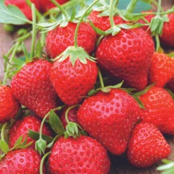 Fraisier 'Mara Des Bois' Bio. La motte de 7x7 cm