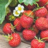 Fraisier Senga® 'Sengana' Bio. La motte de 7x7 cm