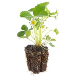 Fraisier Senga® 'Sengana' Bio. La motte de 7x7 cm