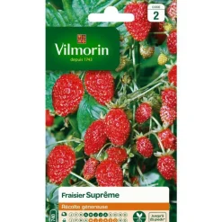 Fraisier Suprême Vilmorin - graines à semer