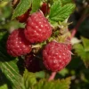 Framboisier ® 'Autumn First'. Le pot de 5 litres