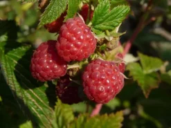 Framboisier ® 'Autumn First'. Le pot de 5 litres