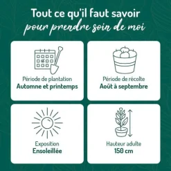 Framboisier Autumn Amber Bio. Le pot de 2 litres