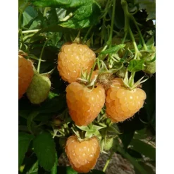 Framboisier Autumn Amber Bio. Le pot de 2 litres