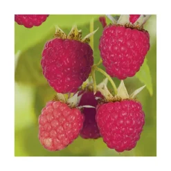 Framboisier 'Autumn Belle' Bio. Le pot de 2 litres