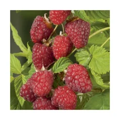 Framboisier Autumn Happy® Bio. Le pot de 2 litres