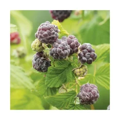 Framboisier ‘Autumn Passion’ Bio. Le pot de 2 litres