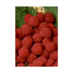 Framboisier Belle De Malicorne®. Le pot de 5 litres