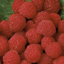 Framboisier Belle De Malicorne®. Le pot de 2 litres